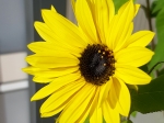 Helianthus