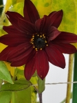 Helianthus