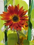 Helianthus