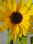 Helianthus