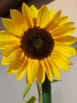 Helianthus