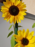 Helianthus